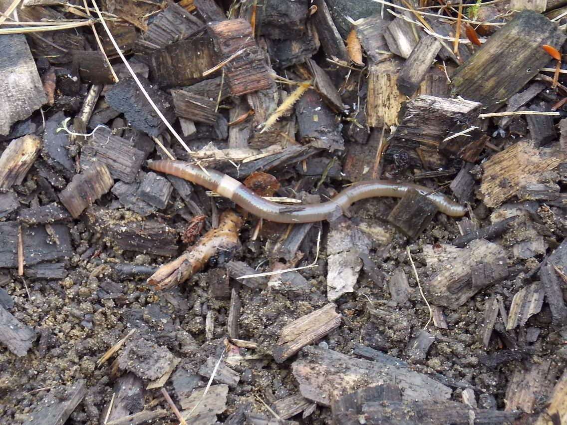 Jumping Worm